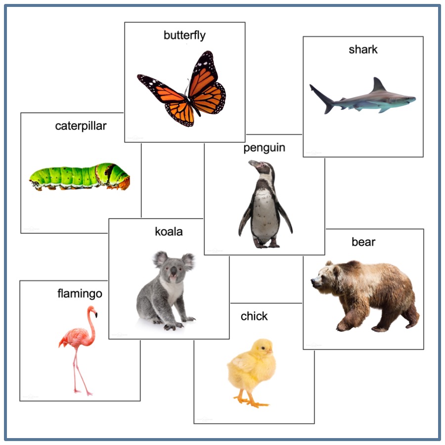 Animals Picture Cards