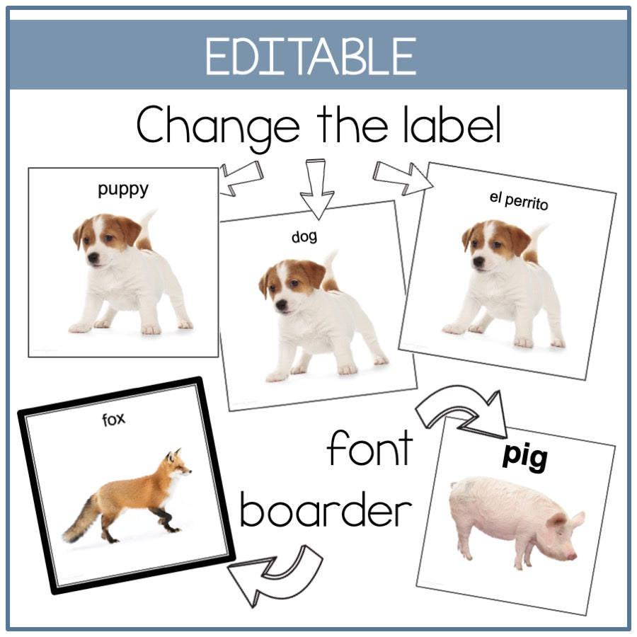 Animals Picture Cards