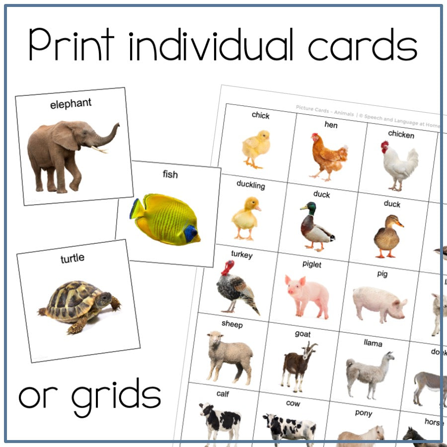 Animals Picture Cards