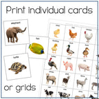 Animals Picture Cards