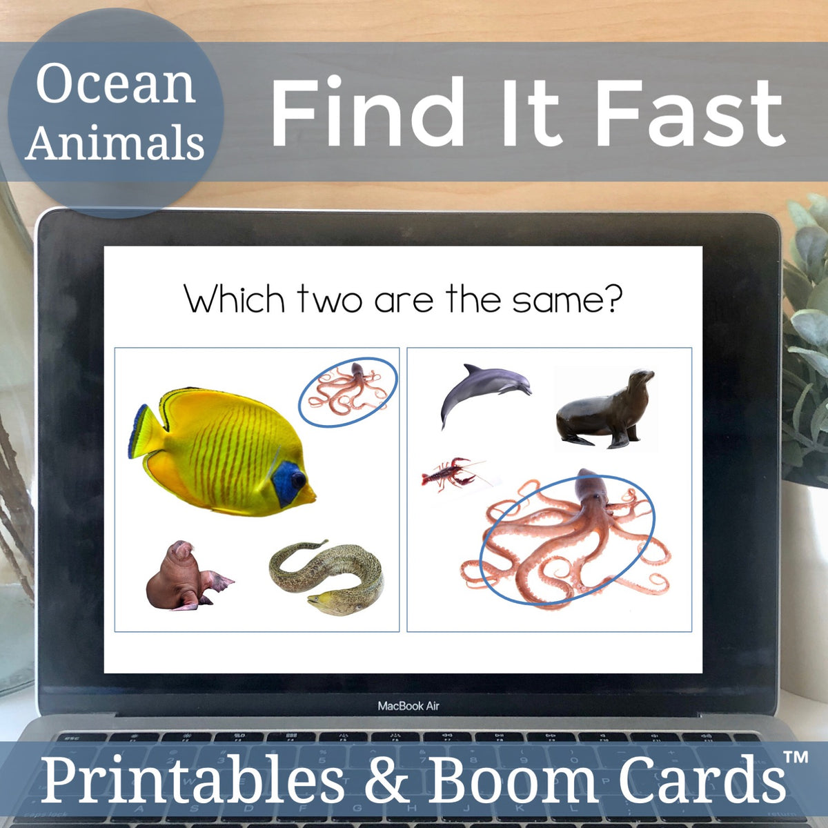 Ocean Animals Find It Fast