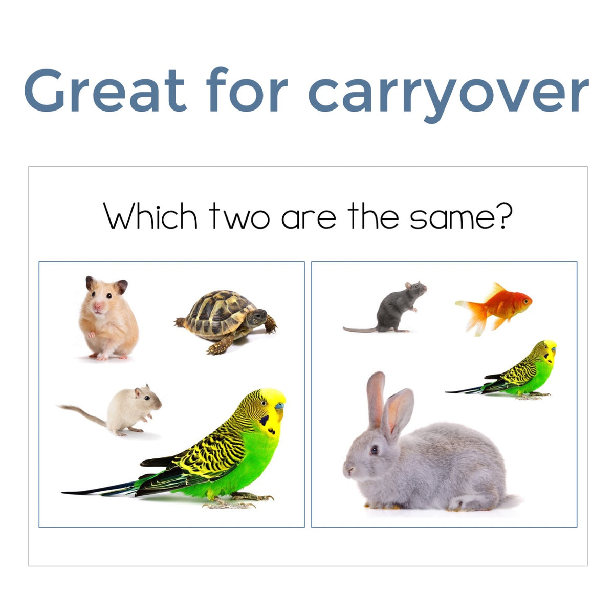 Pet Animals Find It Fast