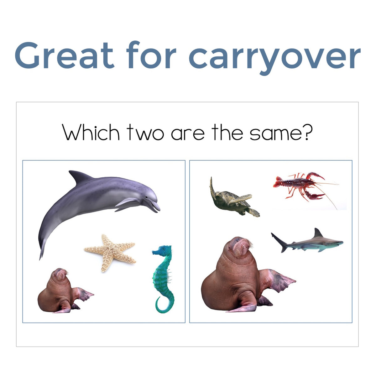 Ocean Animals Find It Fast